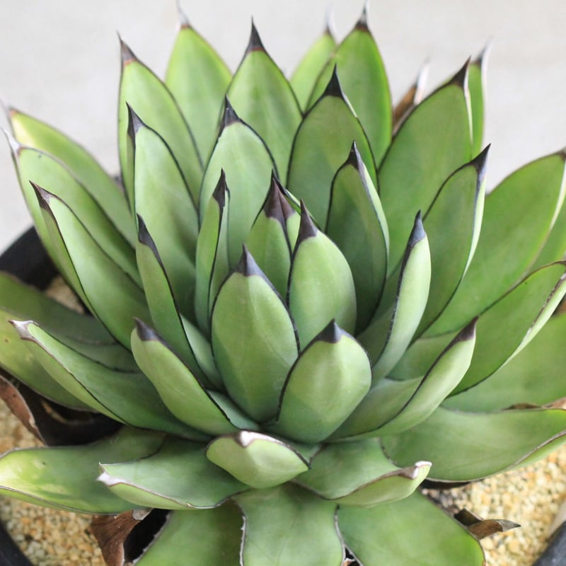 アガベ 観葉植物 ロイヤルスピン　ハイブリッド アガベ ハイブリッド 'ロイヤルスピン' Agave hybrid 'Royal Spine