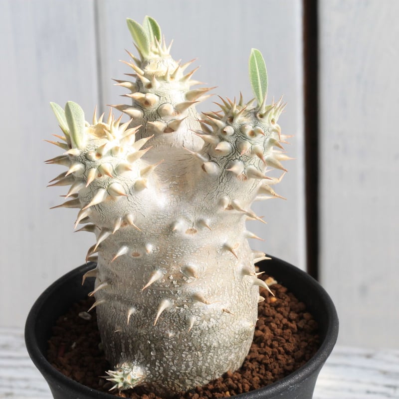 パキポディウム 恵比寿大黒 | hanayoshi-botanical