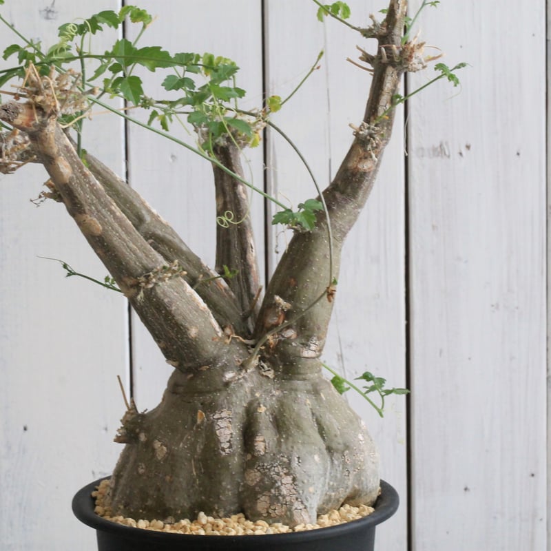 モモルディカ ロストラータ | hanayoshi-botanical