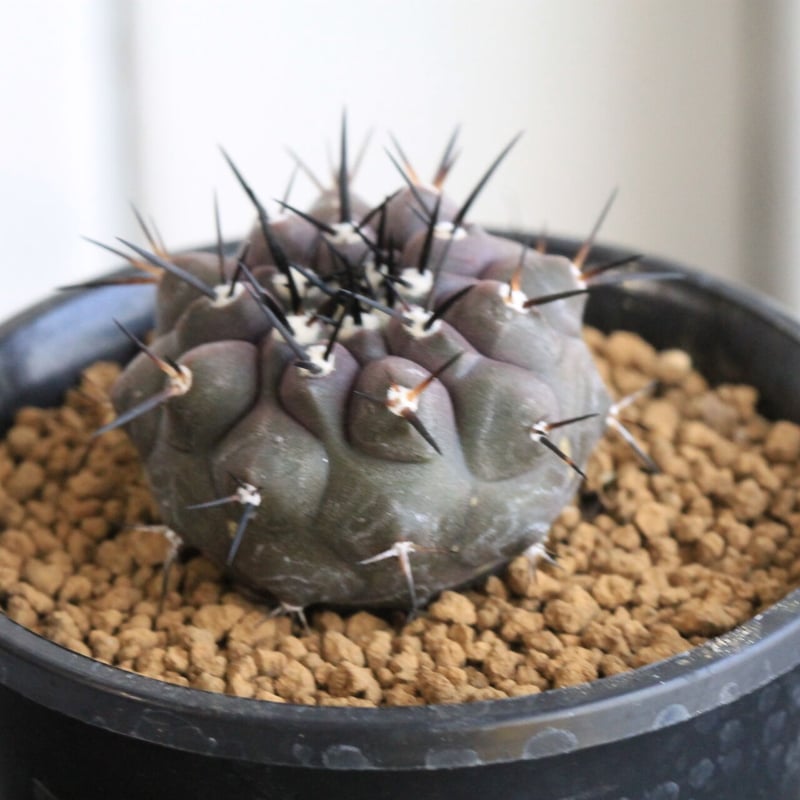 美株　実生選抜　コピアポア黒王丸　鉢ごと送料込み コピアポア【黒王丸】サボテン コピアポア・黒王丸 | trigger