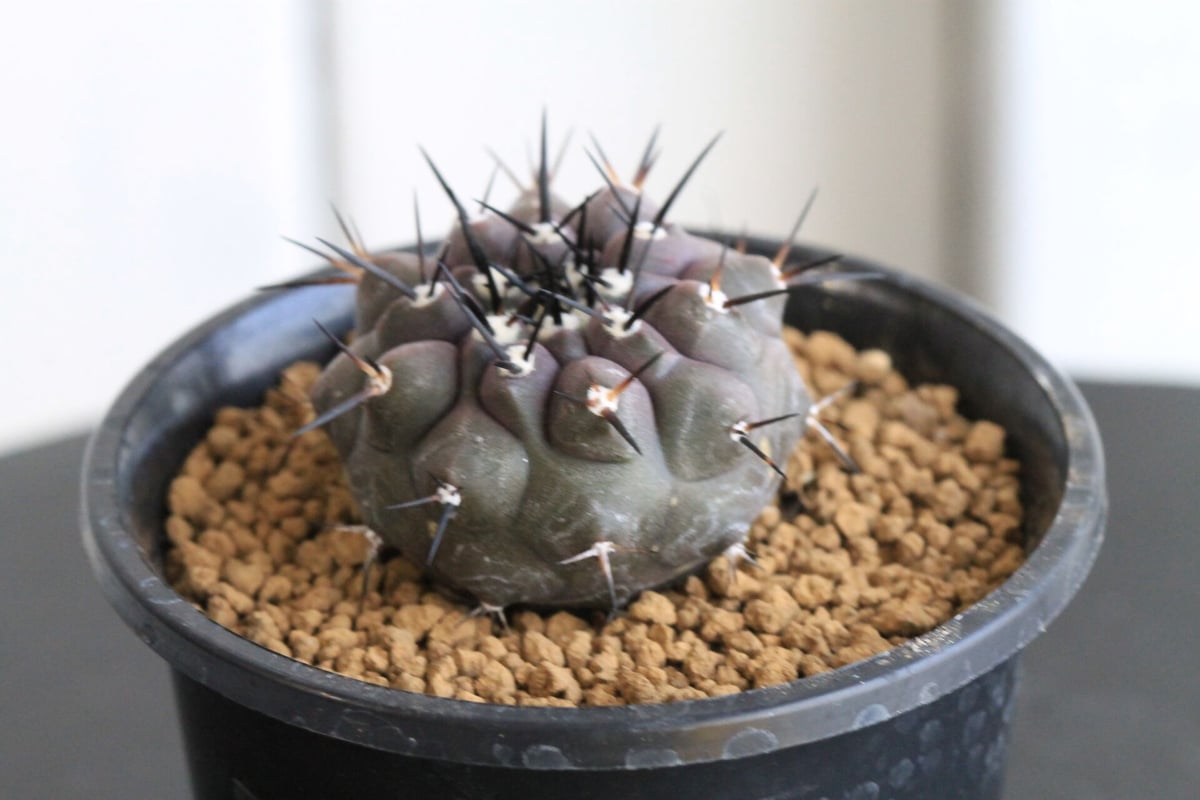 美株　実生選抜　コピアポア黒王丸　鉢ごと送料込み コピアポア 黒王丸 （実生） | hanayoshi-botanical