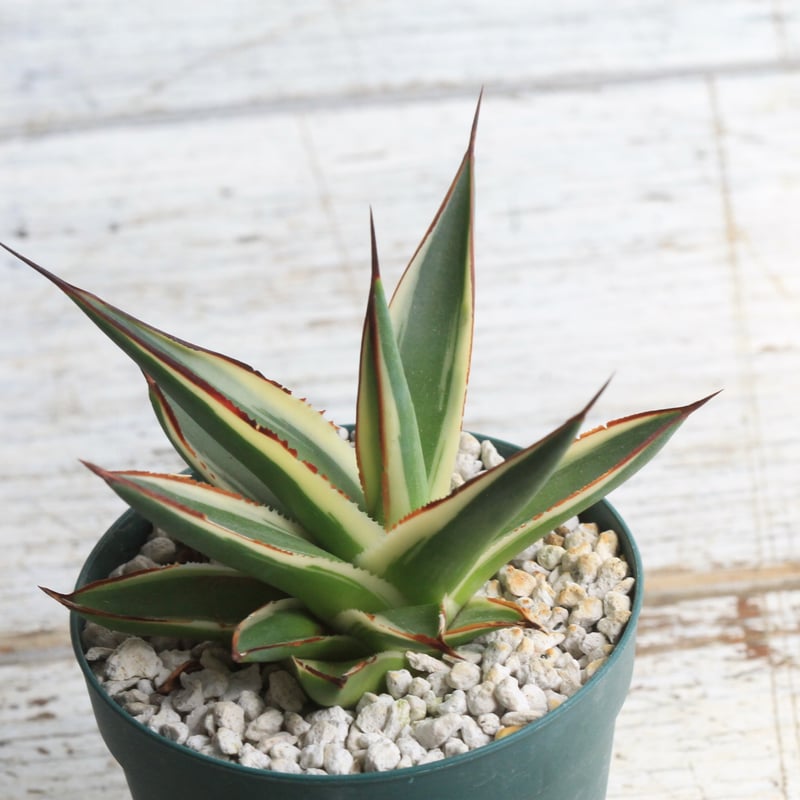 アガベスノーグロー