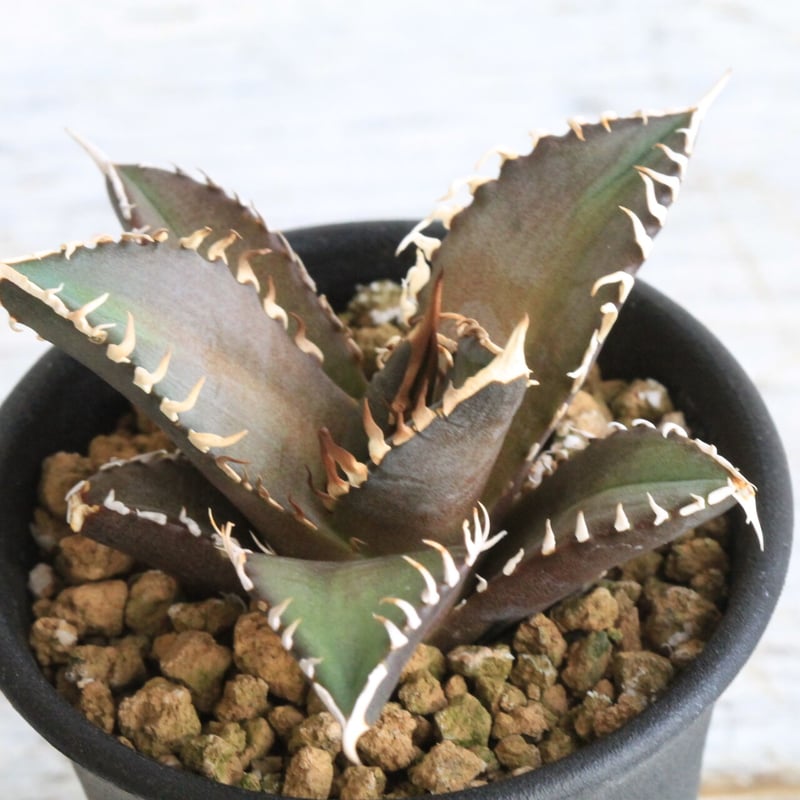 アガベ チタノタ レッドキャットウィーズル 赤猫 | hanayoshi-botanical