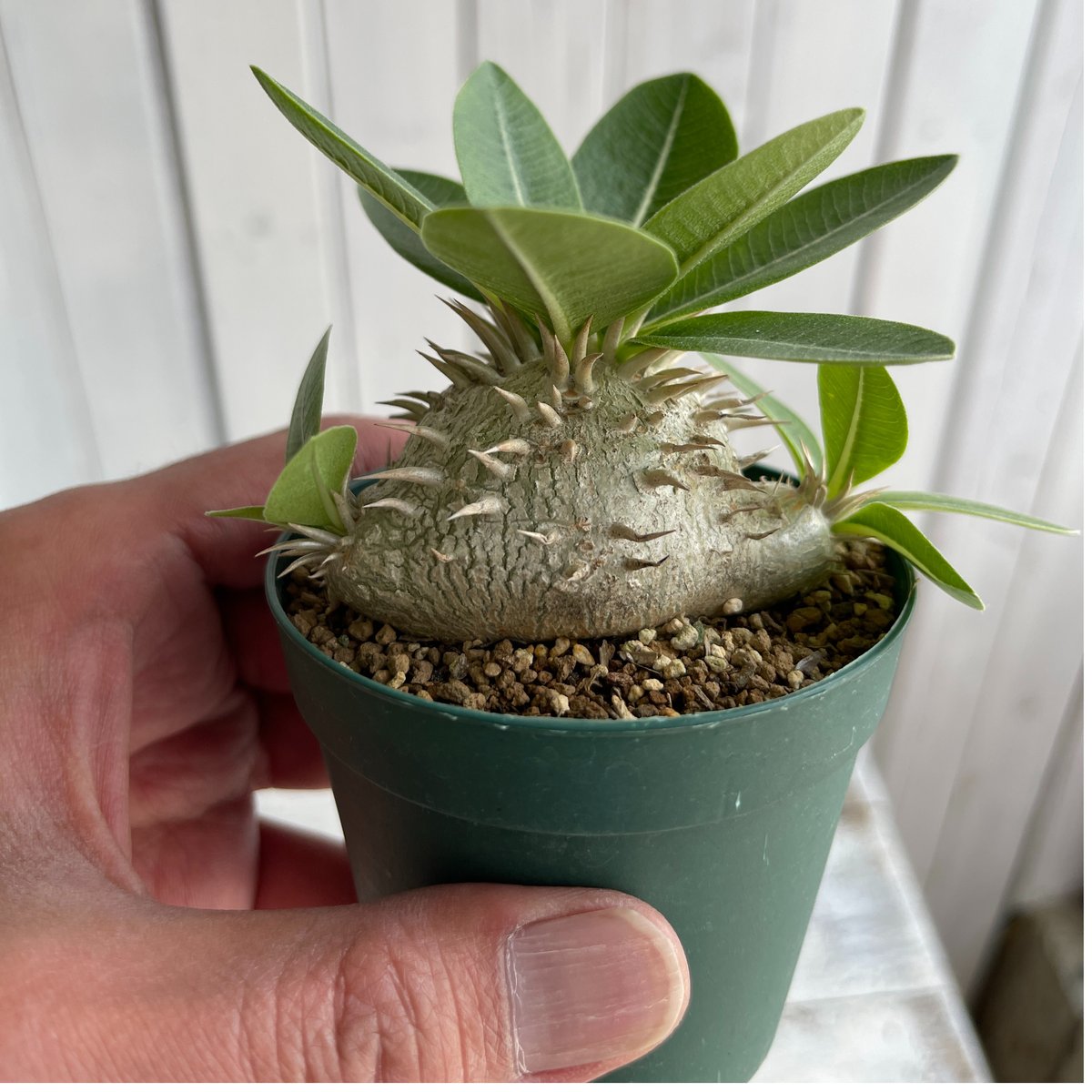 パキポディウム レウコキサンツム×ラウヒー | hanayoshi-botanical パキポディウム レウコキサンツム×ラウヒー | hanayoshi-botanical