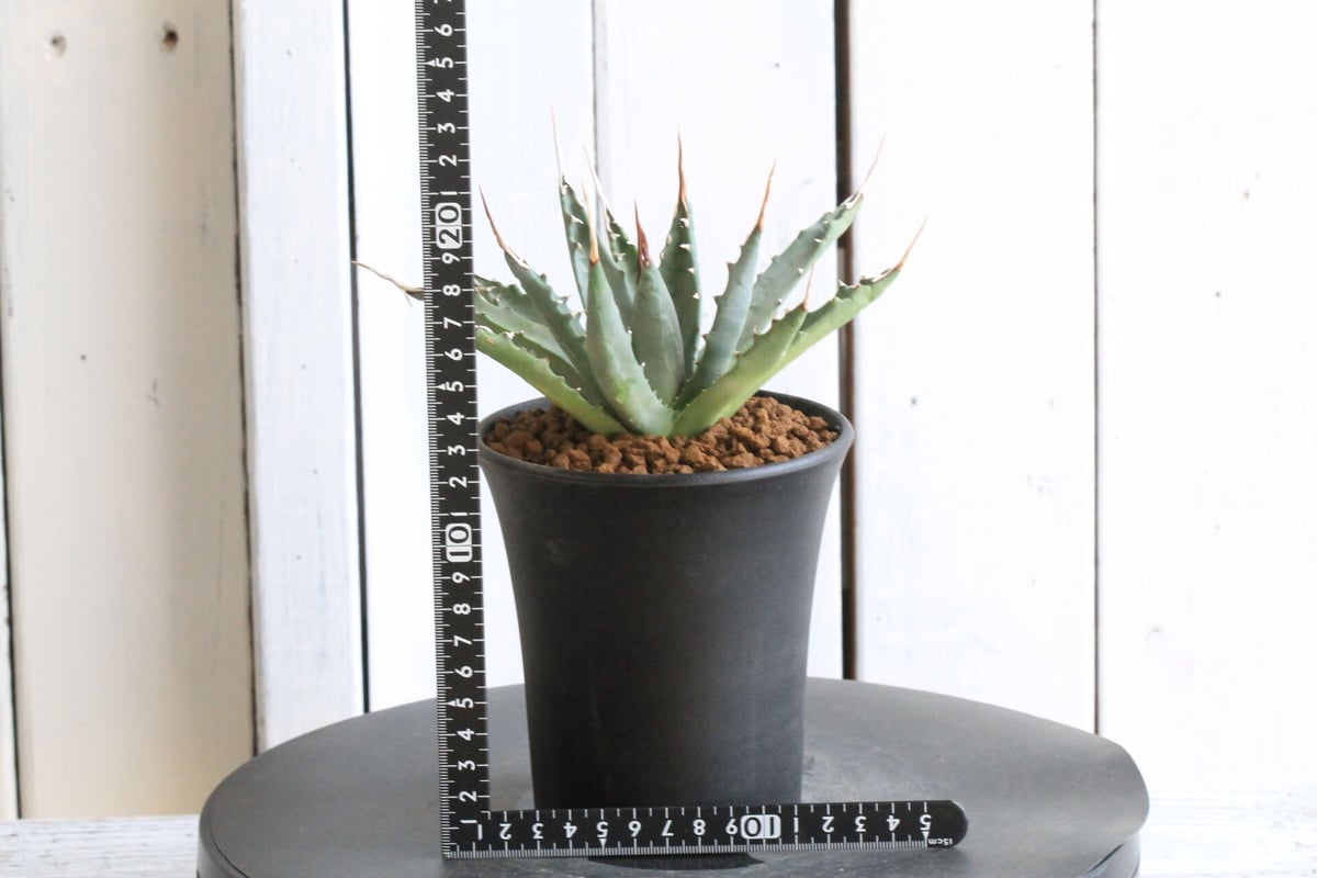 アガベ ユタエンシス エボリスピナ（実生） | hanayoshi-botanical