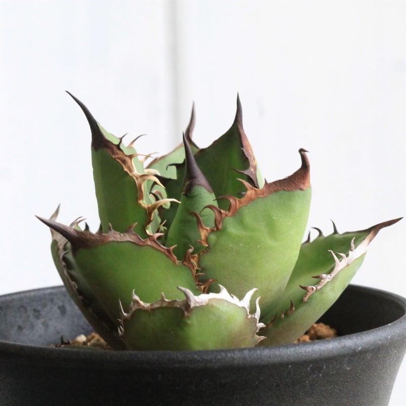 アガベ チタノタ 暁？ アガベ チタノタ 暁？ Agave titanota Dennis009