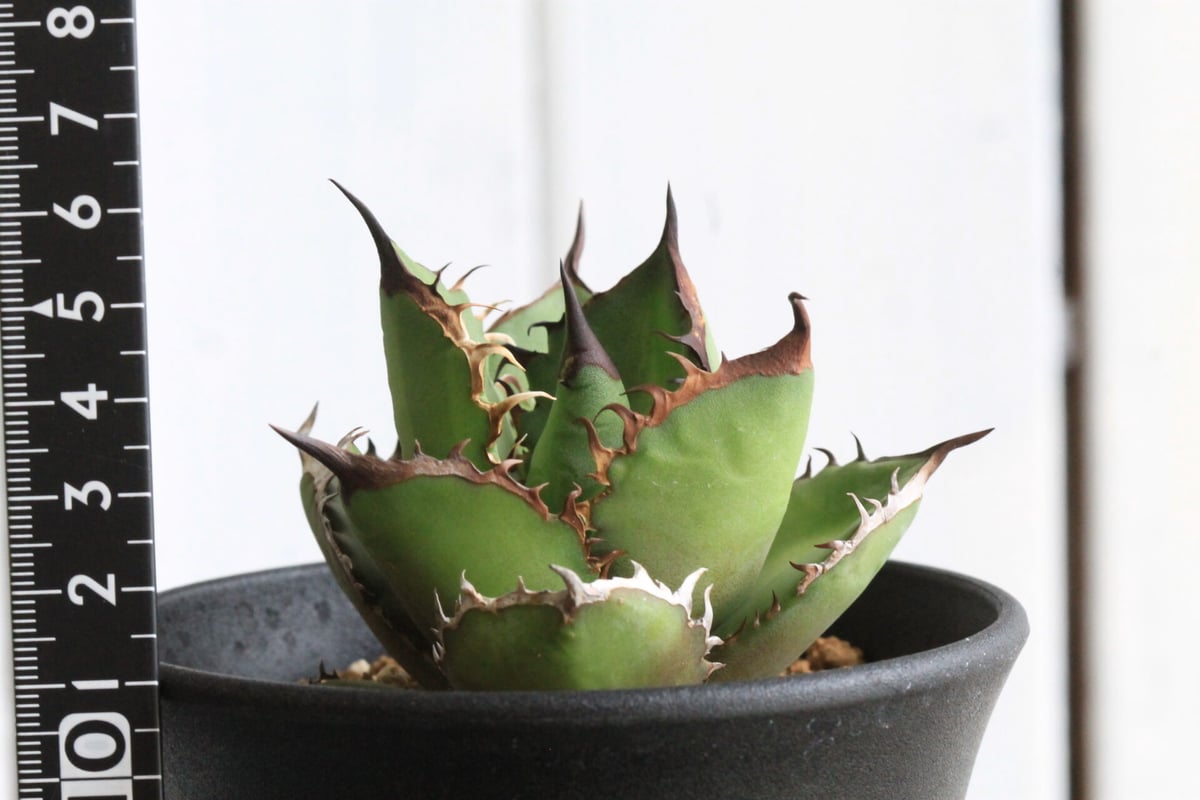 アガベ チタノタ ブラックファイヤー | hanayoshi-botanical