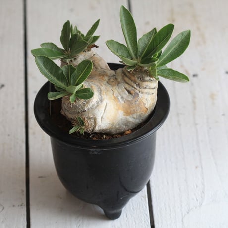 pachypodium エブレネウム