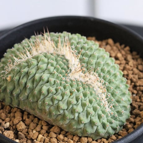 ストロンボカクタス　菊水綴化