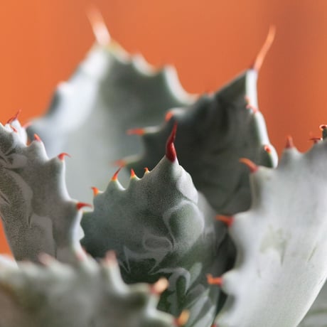 agave isthmensis アガベ　イスツメンシス