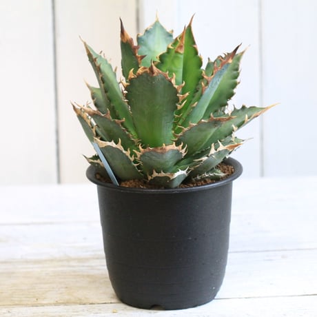 Agave レッドキャットウィーズル