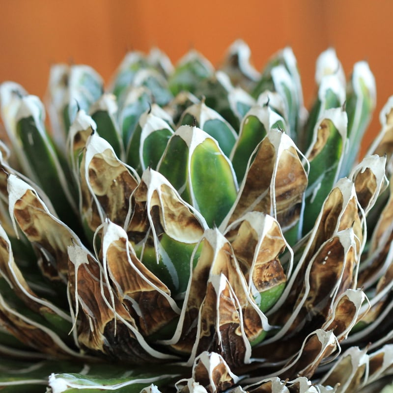 笹の雪 特級品 約20年もの