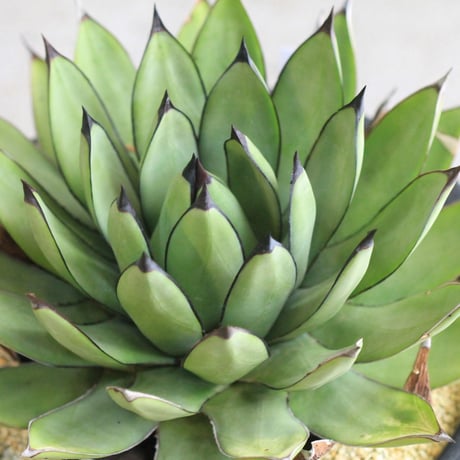 Agave Royal Spine アガベ・ロイヤルスピン
