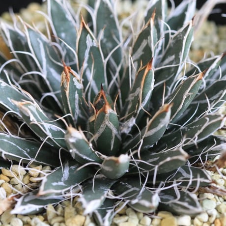 Agave 特小型姫乱雪