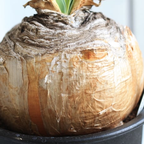 ブーファン　ディスティチャ