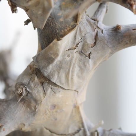 Comiphora holtziana  ホルトジアナ
