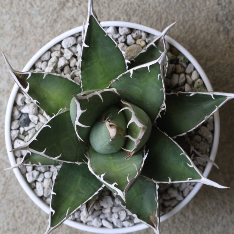 アガベ 帝釈天 | hanayoshi-botanical