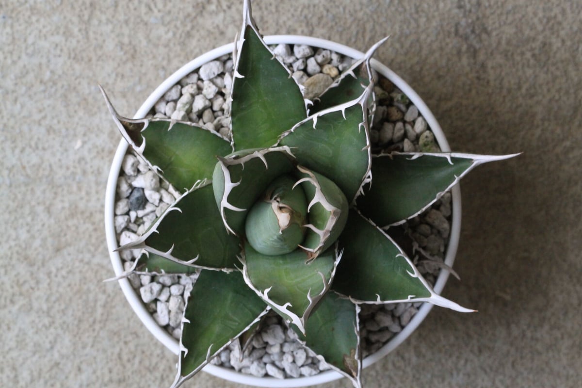 アガベ　帝釈天　覆輪　希少レア株 dffa5ac412ffbd440242b7bf2cccae