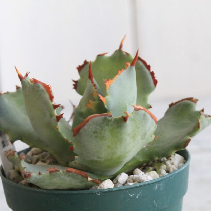 【アガベ】一本棘イシスメンシス 甲蟹 アガベ・白銀甲蟹｜（芽）-001｜ agave isthmensis | Plus_Plant