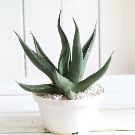Agave シャークスキン