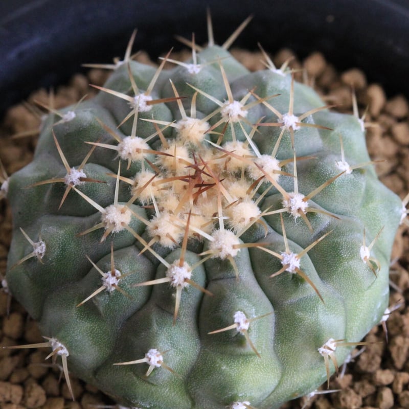 コルムナアルバ 実生 鉢植えメルカリ便送料込み コピアポア コルムナ アルバ（実生） | hanayoshi-botanical
