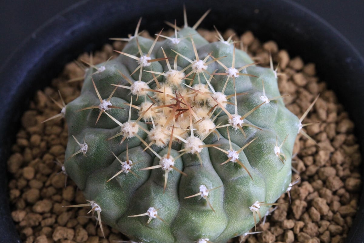 コルムナアルバ 実生 鉢植えメルカリ便送料込み コルムナアルバ 実生 鉢植えメルカリ便送料込み 2025年最新