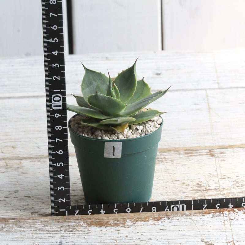 アガベ 雷神錦（広葉）① | hanayoshi-botanical