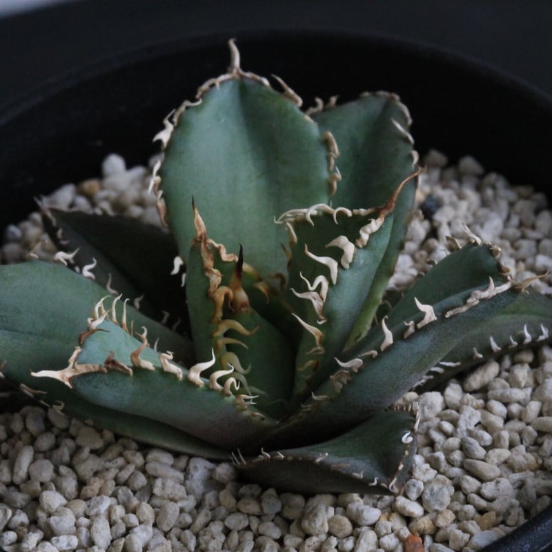 アガベ チタノタ レース | hanayoshi-botanical