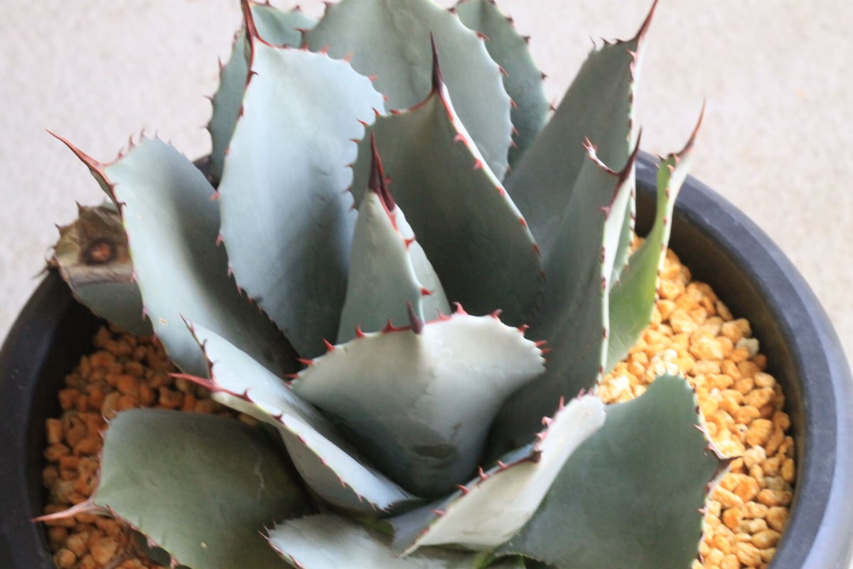 国内即発送】 Agave parryi アガベパリー 吉祥天 植物/観葉植物