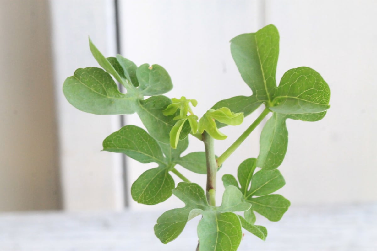 ak482　アデニアグラウカ5個　速達❗️ ak482様 専用 アデニアグラウカ5個 速達❗️ - メルカリ