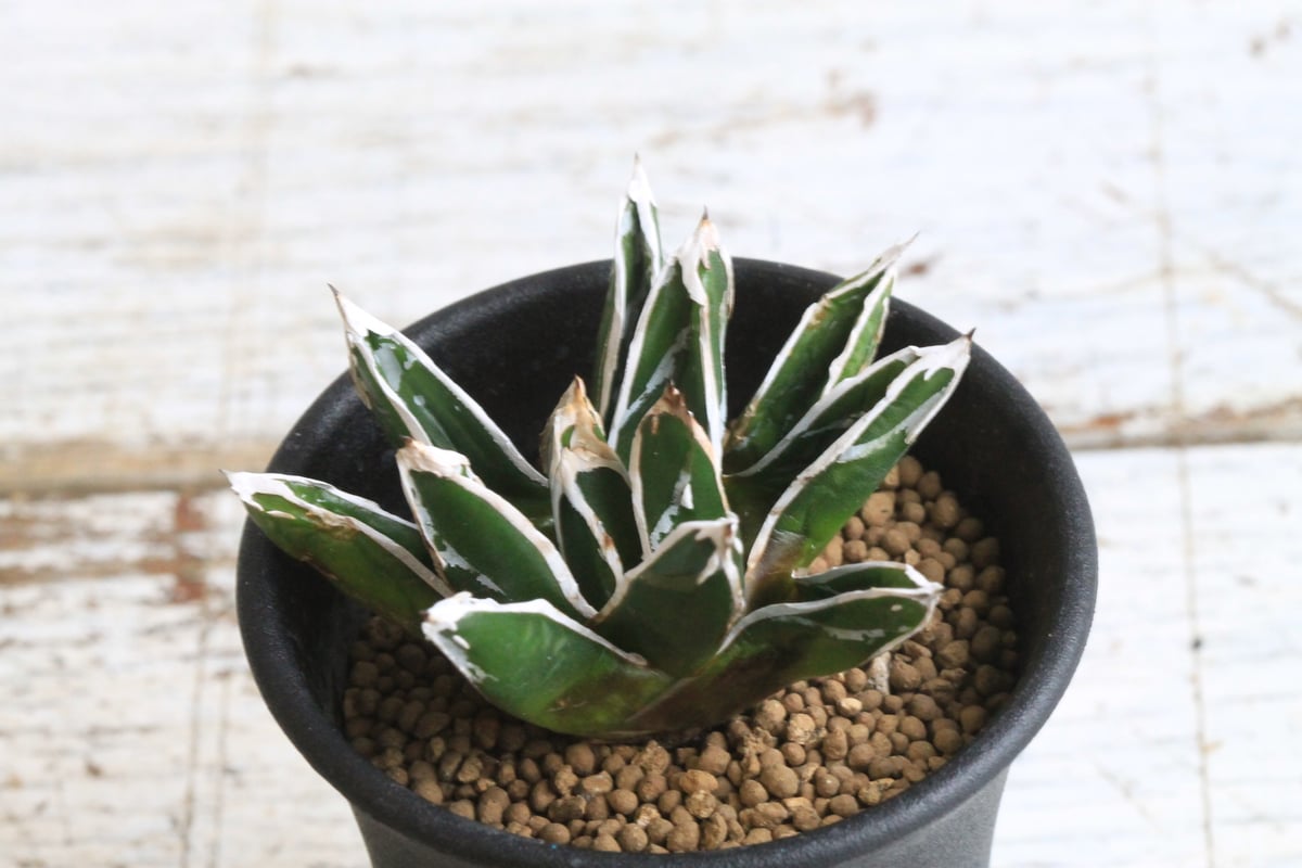 アガベ 特選笹の雪（OW-1） | hanayoshi-botanical