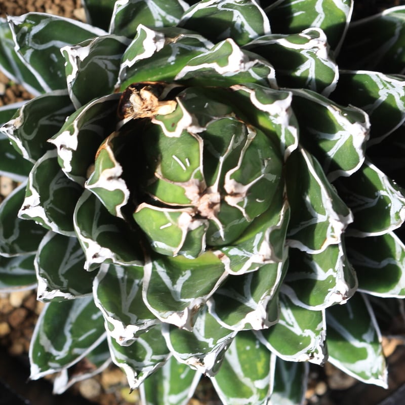 アガベ 児玉姫笹の雪 | hanayoshi-botanical