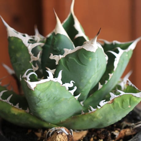 Agave　チタノータ　ホワイトシャーク（選抜）