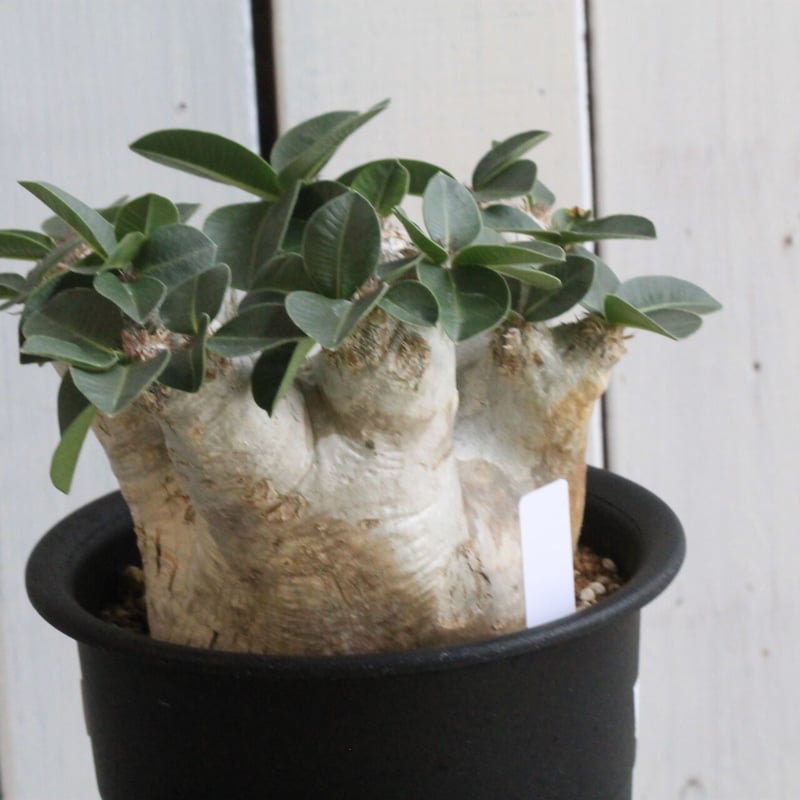 パキポディウム エブレネウム | hanayoshi-botanical