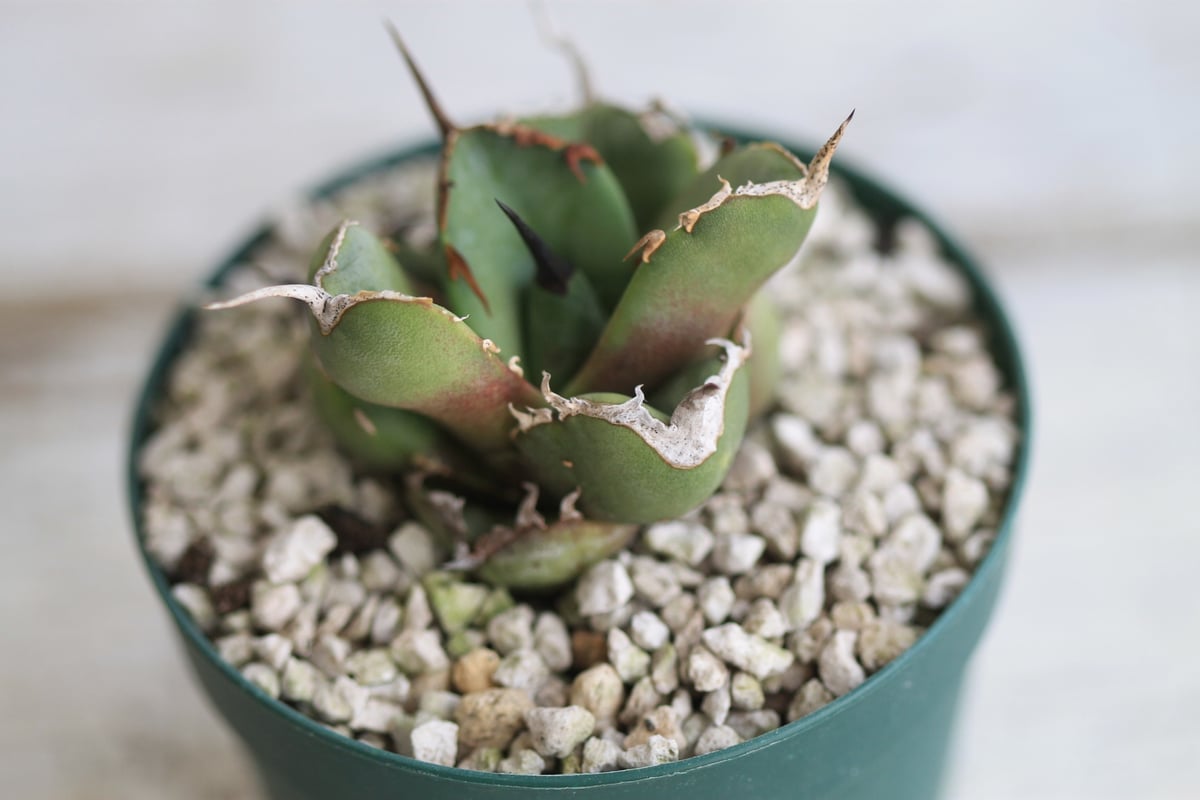 アガベ チタノタ　コンパクタ　親株　大株 アガベ チタノタ コンパクタ 親株 大株 agave titanota /アガベ