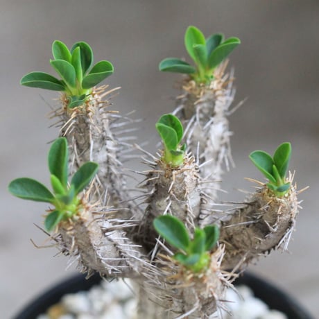 Euphorbia　ギラミニアナ
