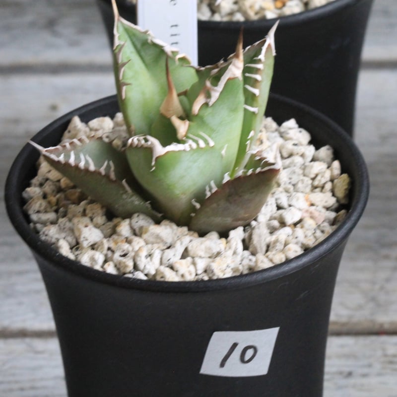 アガベ チタノタ FO076 No name⑩ | hanayoshi-botanical アガベ チタノタ FO076 No name⑩ | hanayoshi-botanical