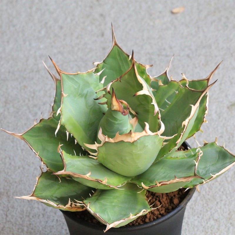 アガベ チタノタ 厳流（覆輪斑） | hanayoshi-botanical