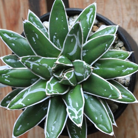 アガベ　極姫笹の雪②