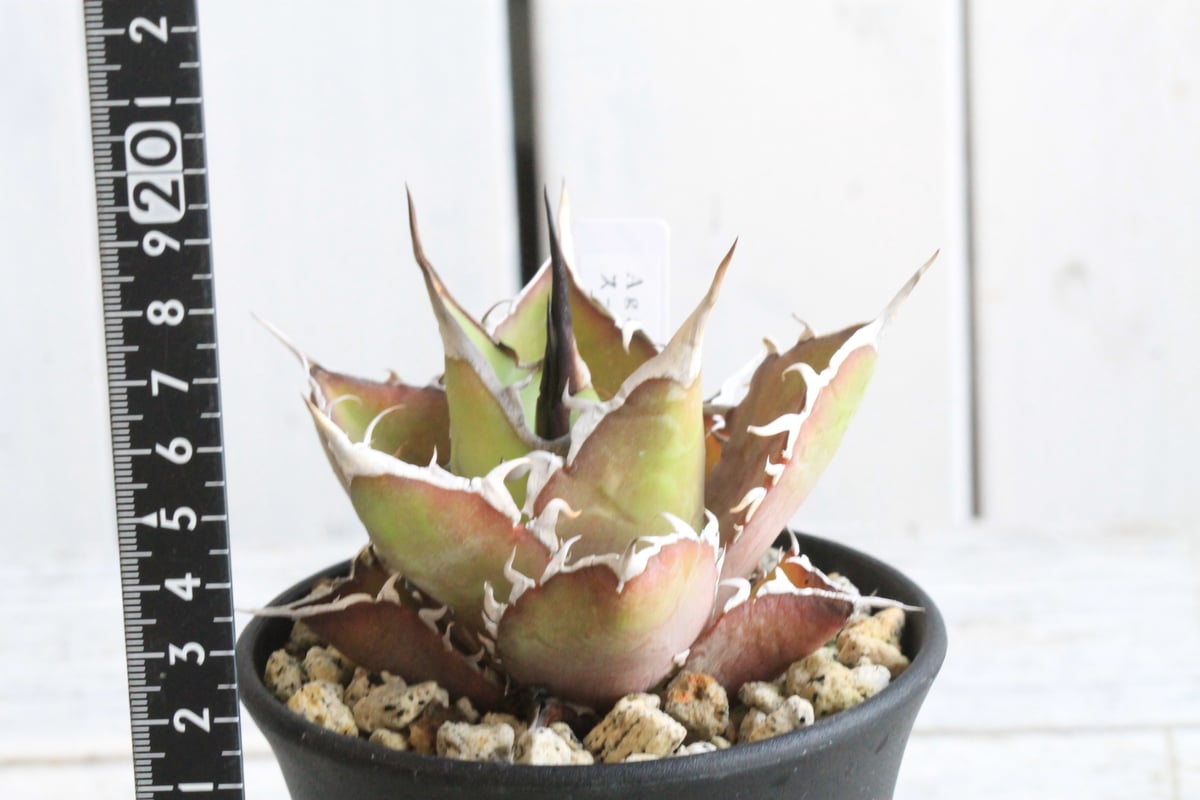 アガベ チタノタ スーパーワン① | hanayoshi-botanical