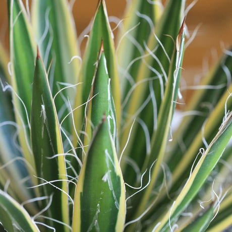 agave　アガベ　白糸の王妃 黄斑