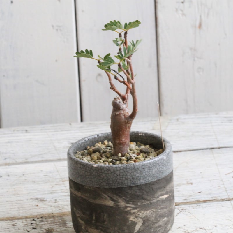 センナ メリディオナリス 現地球 鉢付き センナ・メリディオナリス 現地球 鉢付き センナ メリディオナリス