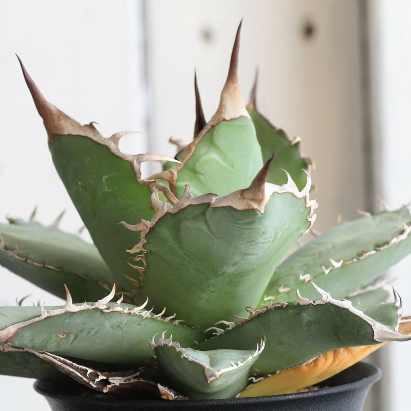 アガベ チタノタ 島田巌流 子株 未発根 オテロイ① アガベ チタノタ 島田巌流 子株 未発根 オテロイ①