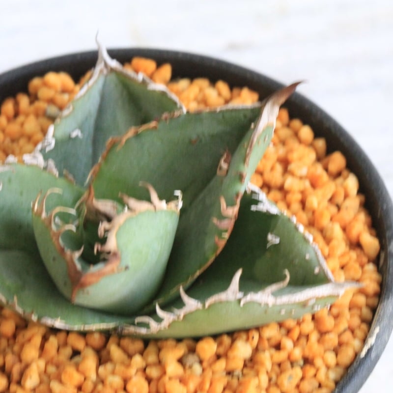 アガベ チタノタ スタッズタイプ | hanayoshi-botanical