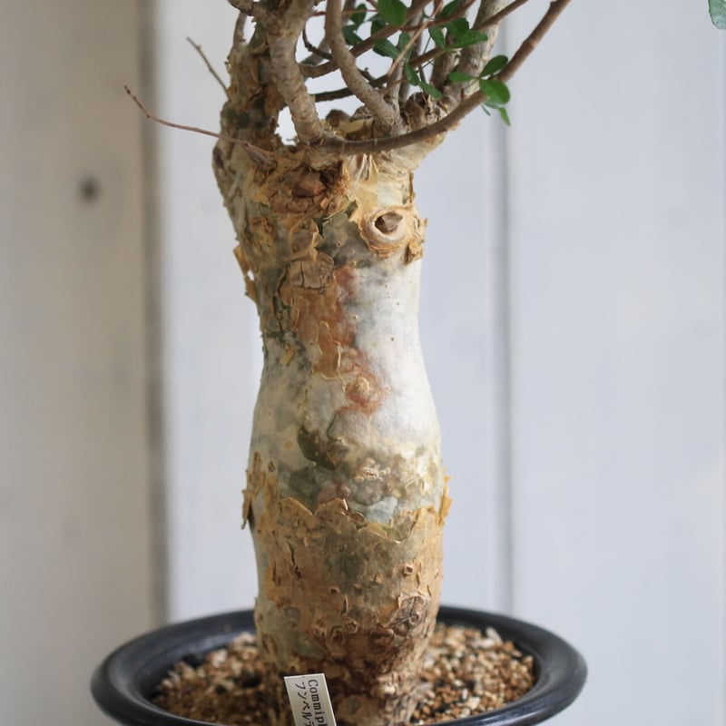 コミフォラ フンベルティ | hanayoshi-botanical