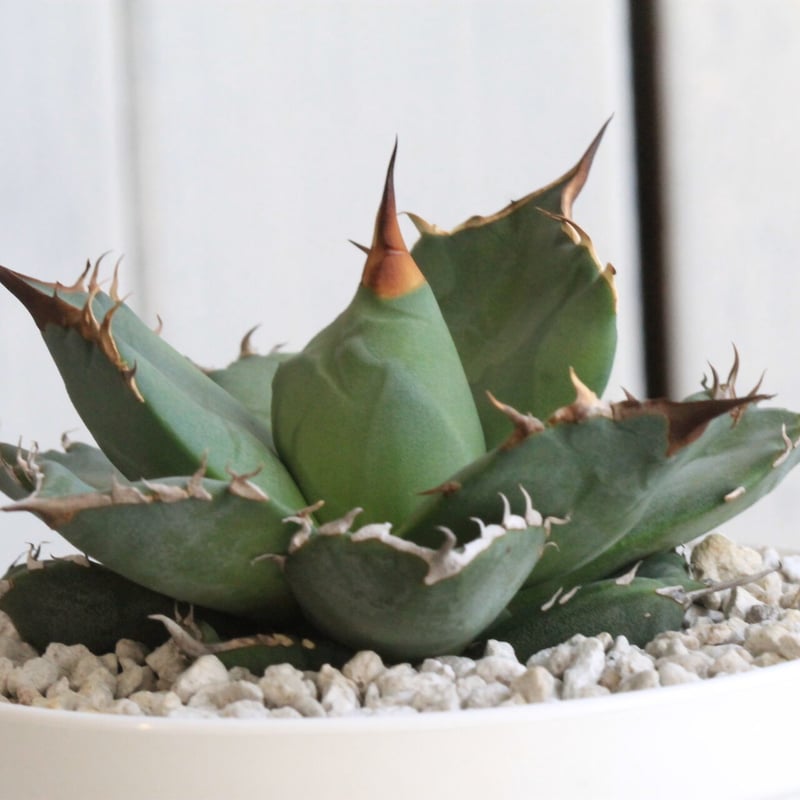 アガベ チタノタ 側無刺01 | hanayoshi-botanical