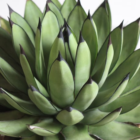 Agave Royal Spine アガベ・ロイヤルスピン