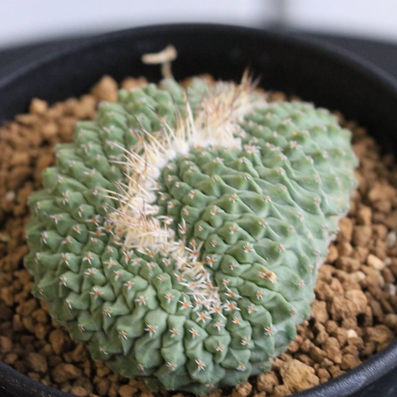 ストロンボカクタス 菊水綴化 | hanayoshi-botanical