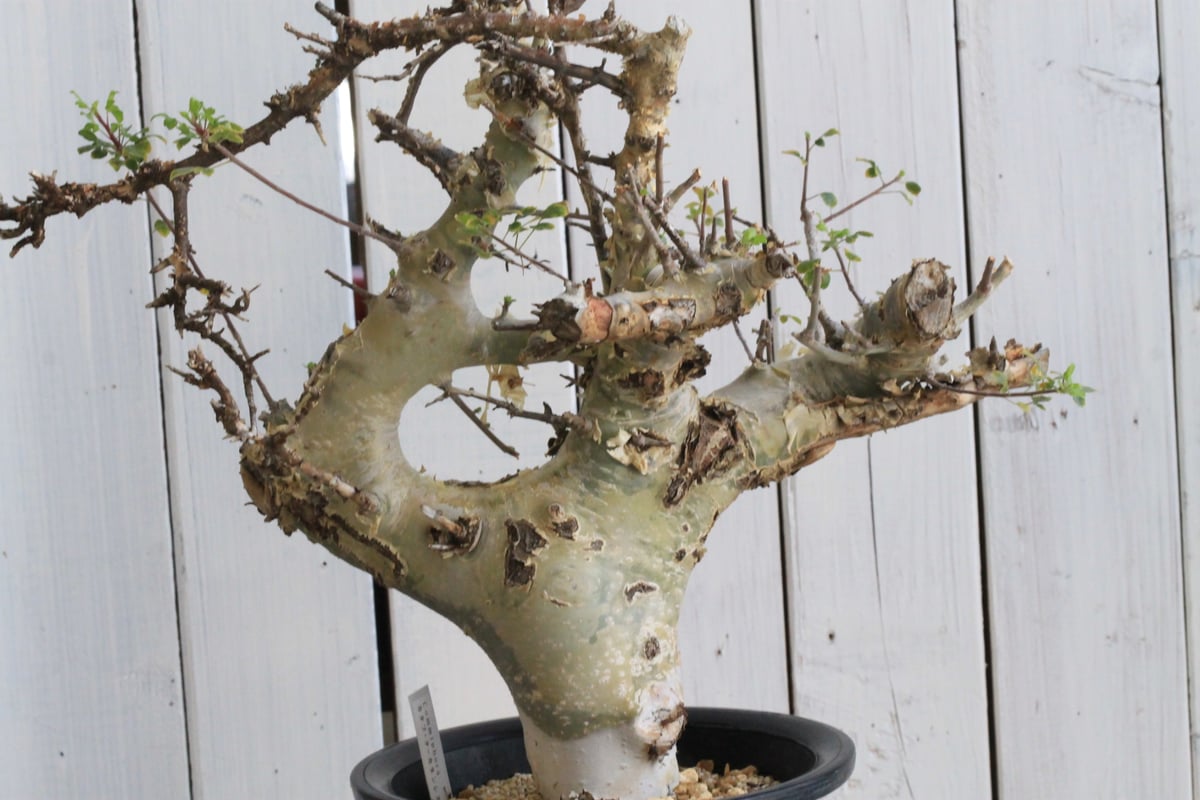 コミフォラ　カタフ　ターカネンシス　Y字形　現地球 コミフォラ カタフ ターカネンシス Y字形 現地球 コミフォラ カタフ