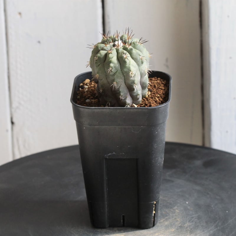 コピアポア アルチコスタータ | hanayoshi-botanical